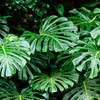 5 Organic SPLIT LEAF PHILODENDRON Monstera Deliciosa Swiss Cheese Plant Vine Seeds