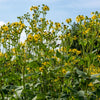 10 Yellow COMPASS PLANT Silphium Laciniatum Prairie Compassplant 4" Flower Seeds