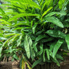 5 CARDAMON CARDAMOM Elettaria Cardamomum HERB Flower Shrub Tree Seeds