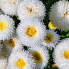 500 Dwarf WHITE ENGLISH DAISY Bellis Perennis Flower Seeds
