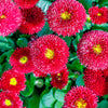 100 RED ENGLISH DAISY Bellis Perennis Double Flower Seeds