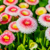 100 Strawberries & Cream ENGLISH DAISY Bellis Perennis Flower Seeds