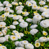 500 Dwarf WHITE ENGLISH DAISY Bellis Perennis Flower Seeds
