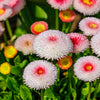 100 Strawberries & Cream ENGLISH DAISY Bellis Perennis Flower Seeds