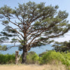 10 RED Japanese PINE TREE Korean Pinus Densiflora Evergreen Seeds