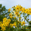 10 Yellow COMPASS PLANT Silphium Laciniatum Prairie Compassplant 4" Flower Seeds