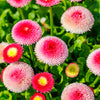 100 Strawberries & Cream ENGLISH DAISY Bellis Perennis Flower Seeds