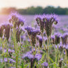 300 PURPLE TANSY Lacy Fiddleneck Phacelia Tanacetifolia Flower Seeds