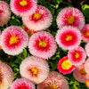100 Strawberries & Cream ENGLISH DAISY Bellis Perennis Flower Seeds