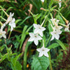 Jasmine Aztec Nicotiana Seeds – (Ornamental Flowering Tobacco) Nicotiana Alata Flower – photo 7
