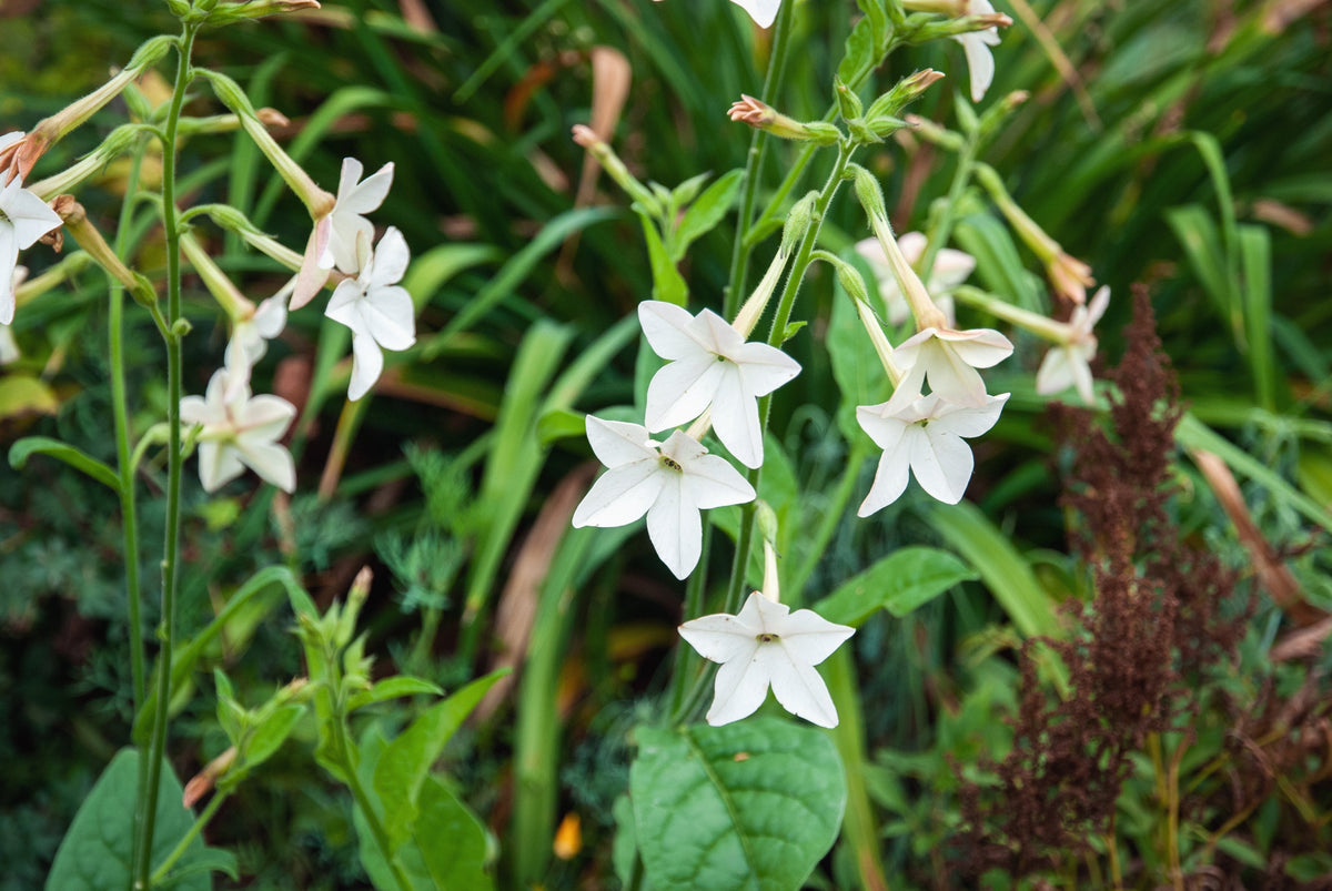 Jasmine Aztec Nicotiana Seeds – (Ornamental Flowering Tobacco) Nicotiana Alata Flower – photo 7
