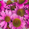 1000 PURPLE CONEFLOWER Echinacea Purpurea Heirloom Flower Herb Seeds