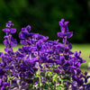 50 BLUE Monday CLARY SAGE Salvia Viridis Horminum Herb Flower Seeds