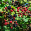25 TRAILING BLACKBERRY Pacific Rubus Ursinus Vining Shrub Fruit Berry Seeds
