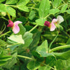 50 AUSTRIAN WINTER PEA Caley Flower Pisum Sativum Ground Cover Crop Legume Seeds