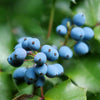 20 OREGON GRAPE Holly Fruit Vine Hollyleaved Barberry Mahonia Aquifolium Seeds