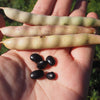 50 BLACK BEAN (Black Turtle Bush Bean) Phaseolus Vulgaris Vegetable Seeds