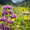 500 OREGANO Origanum Vulgare Herb Purple Butterfly Flower Seeds