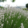20 WHITE LAVENDER English Lavandula Angustifolia Herb Flower Seeds