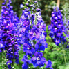 100 BLUE SPIRE LARKSPUR Delphinium Consolida Ambigua Ajacis Flower Seeds