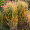 30 Violet PANIC GRASS Panicum Miliaceum Violaceum Ornamental Purple Millet Seeds