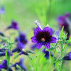 200 Mixed Colors PAINTED TONGUE (Velvet Trumpet Flower) Salpiglossis Grandiflora Virgiana Flower Seeds