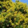 10 DWARF GOLDEN RAIN TREE Koelreuteria Paniculata Nana Yellow Flower Seeds