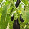 300 FLORIDA MARKET EGGPLANT Purple Aubergine Solanum Melongena Vegetable Seeds