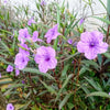 100 Blue Purple FRINGELEAF PETUNIA Wild Ruellia Humilis Perennial Native Flower Seeds