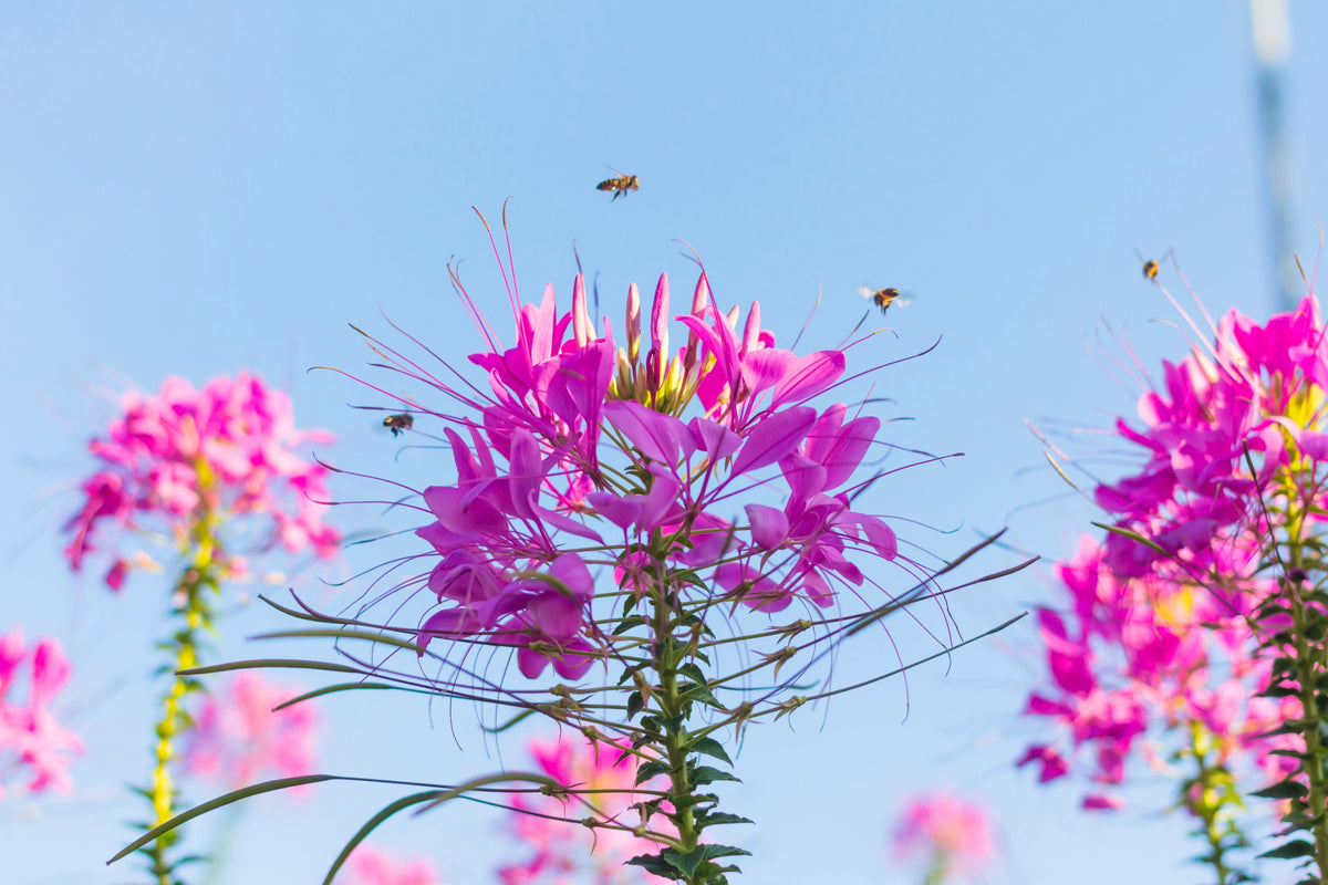 Mauve Queen Cleome Seeds – Spinosa Hassleriana Purple Pink Spider Flower – photo 13
