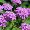 1000 ROSE CARDINAL CANDYTUFT Iberis Umbellata Flower Seeds
