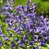 50 BLUE WILD INDIGO (False Indigo) Baptisia Australis Flower Seeds