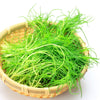 75 SALTWORT Okahijiki Japanese Greens Salsola Komarovii Leaf Vegetable Seeds