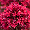 50 RED JUPITER'S BEARD Valerian Keys of Heaven Centranthus Ruber Flower Seeds