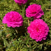 100 Mixed Colors PORTULACA MOSS ROSE Grandiflora Flower Seeds