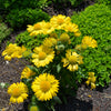 100 YELLOW GAILLARDIA (Blanket Flower / Indian Blanket) Gaillardia Aristata Flower Seeds