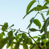 50 LEMON SCENTED EUCALYPTUS Citriodora Tree aka Lemon Bush & Spotted Gum - Colorful Bark White Flower Tree Seeds