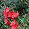 20 PAINTED PETALS FREESIA Mixed Colors Anomatheca Laxa Red Blue Pink White Purple Flower Seeds