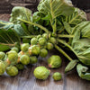 500 HEIRLOOM BRUSSEL SPROUT Brassica Oleracea Green Long Island Vegetable Seeds