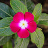 100 Pink DWARF ROSE PERIWINKLE / Vinca Rosea Flower Seeds