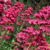 50 RED JUPITER'S BEARD Valerian Keys of Heaven Centranthus Ruber Flower Seeds