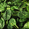 1500 BLOOMSDALE SPINACH Spinacia Oleracea Vegetable Seeds