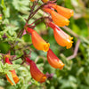 40 CHILEAN GLORY VINE Eccremocarpus Scaber Flower Seeds