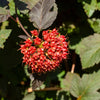 50 PACIFIC NINEBARK Physocarpus Capitatus Western Ninebark Native White Pink Red Flower Shrub Seeds