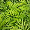 15 PARLOR PALM Neanthe Bella Palm Chamaedorea Elegans Tree Houseplant Seeds