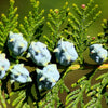 25 THUJA TREE Cedar Thuja Occidentalis Conifer Seeds