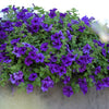 100 DWARF Alderman BLUE PETUNIA Nana Compacta Purple Flower Seeds