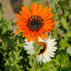 50 ORANGE PRINCE Cape DAISY Monarch of the Veldt Venidium Fastuosum Flower Seeds