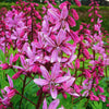 10 RED GAS PLANT Fragrant Fire Plant Dictamnus Albus Ruber Flower Seeds