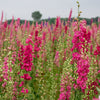 100 SUBLIME PINK LARKSPUR Consolida Ambigua Ajacis Delphinium Bright Pink Flower Seeds